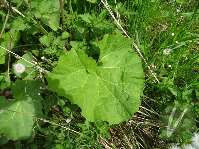Rote Pestwurz: Blätter