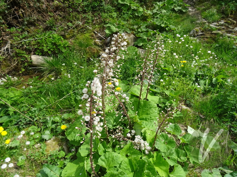 Rote Pestwurz: Gesamtbild, Früchte
