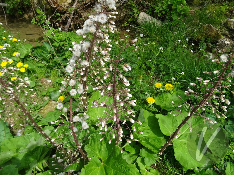 Rote Pestwurz: Früchte