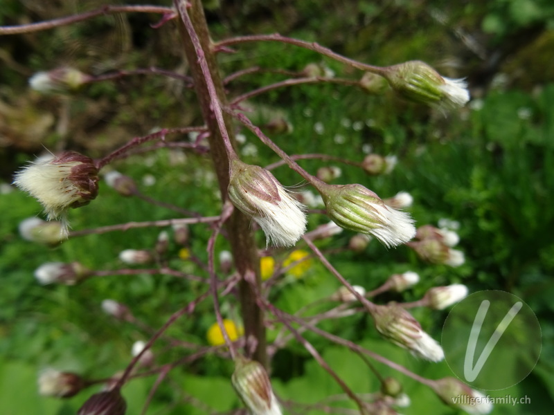 Rote Pestwurz: Früchte