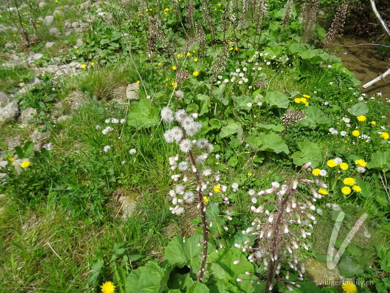 Rote Pestwurz: Früchte, Gesamtbild
