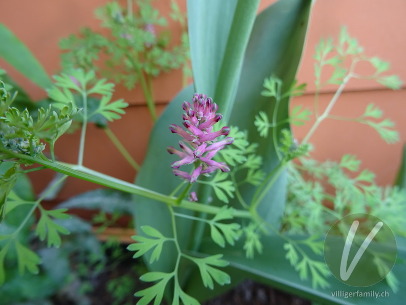 Gewöhnlicher Erdrauch: Blüten