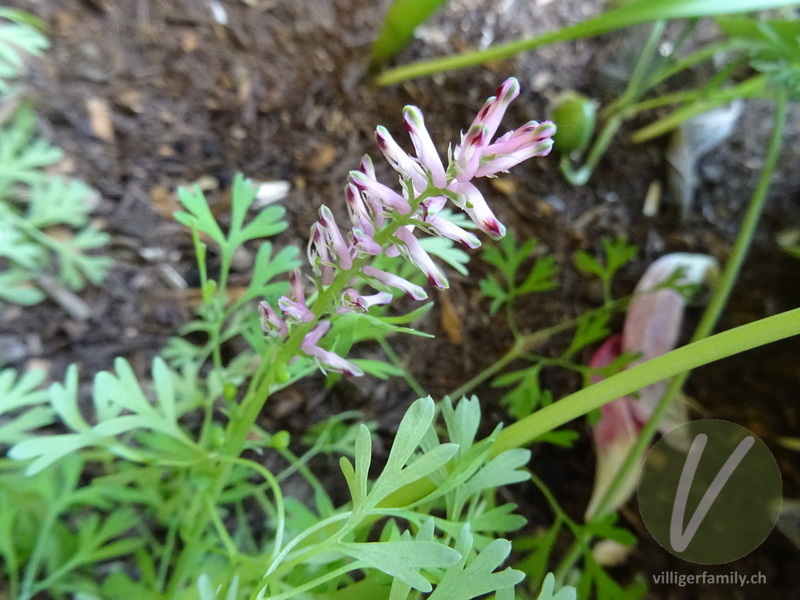 Gewöhnlicher Erdrauch: Blüten