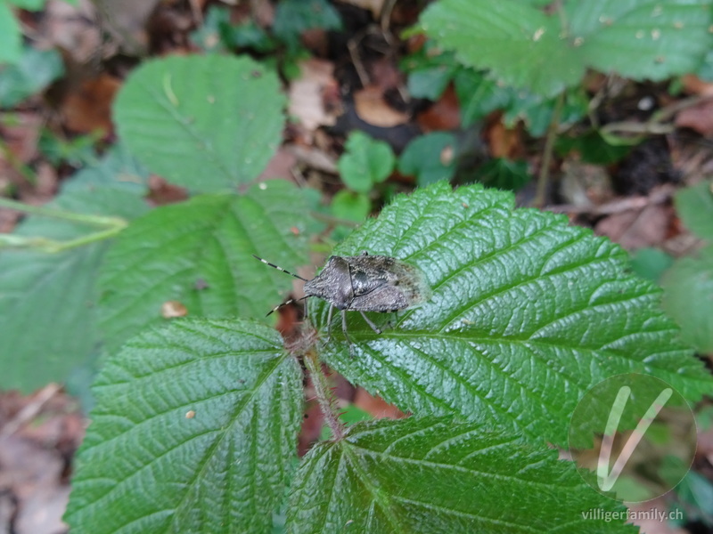 Graue Gartenwanze: 
