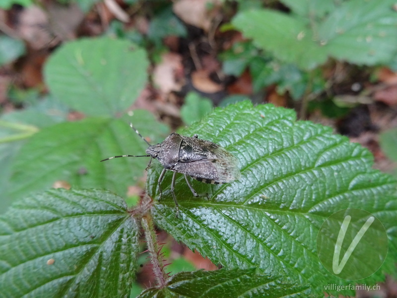 Graue Gartenwanze: 