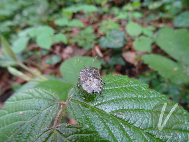 Graue Gartenwanze: 