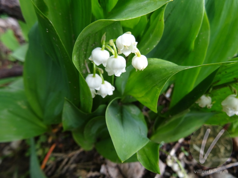 Maiglöckchen: Blüten