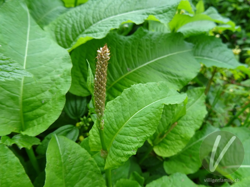 Schlangen-Knöterich: Blüten, Blätter