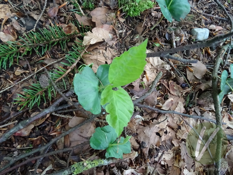 Rot-Buche: Keim