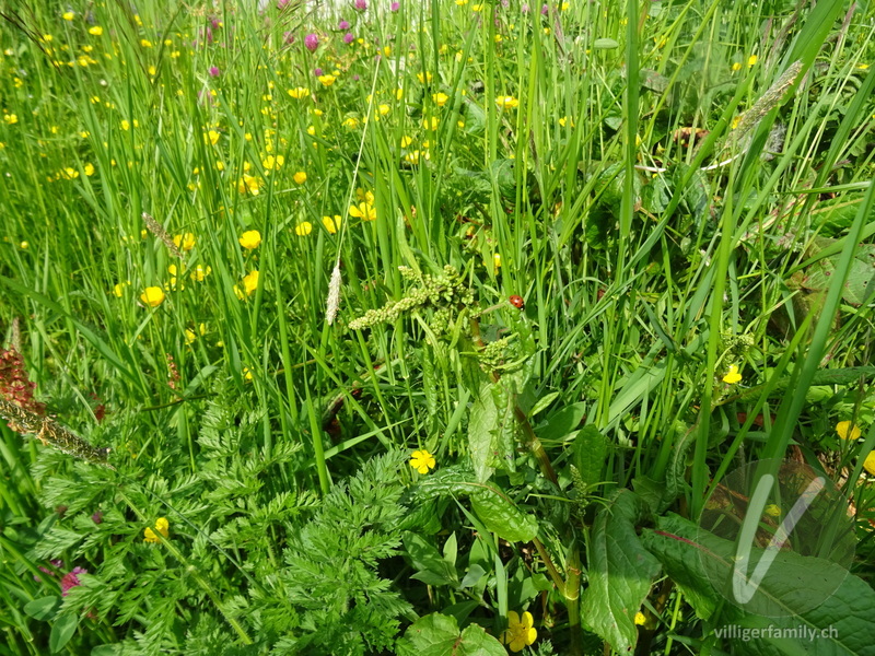 Stumpfblättriger Ampfer: Blüten
