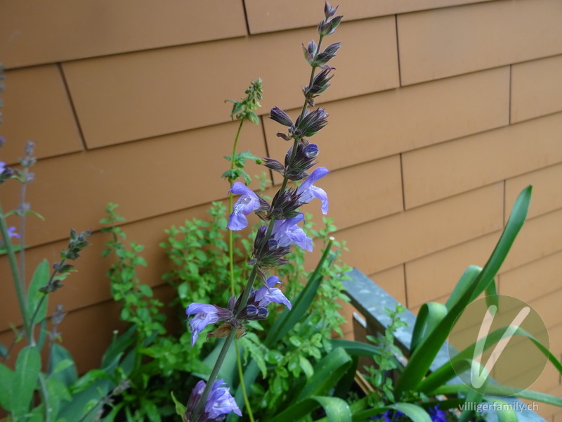 Echte Salbei: Blüten