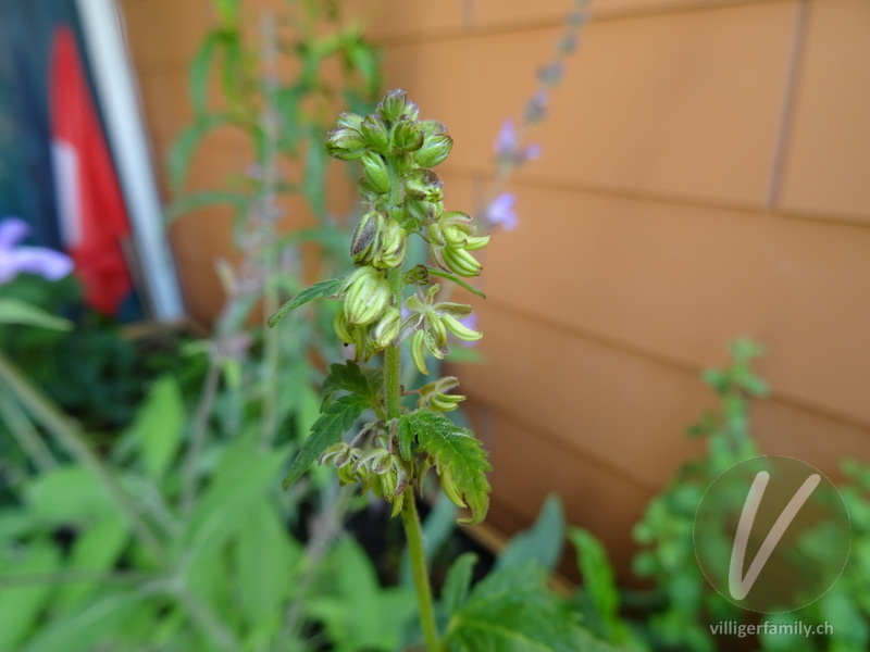 Hanf: Blüten