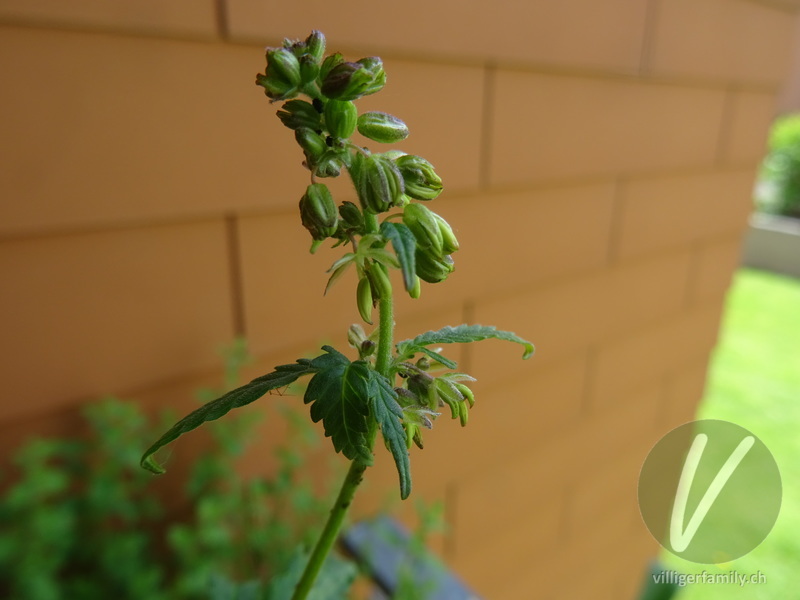 Hanf: Blüten