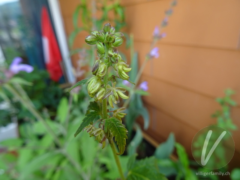 Hanf: Blüten