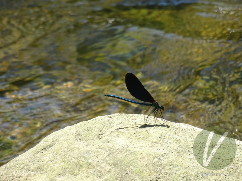 Blauflügel-Prachtlibelle: 