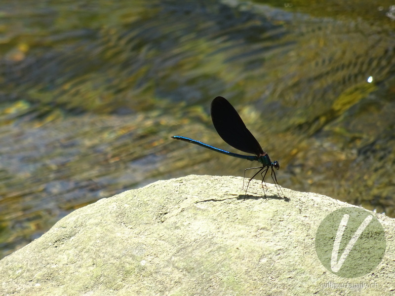 Blauflügel-Prachtlibelle: 