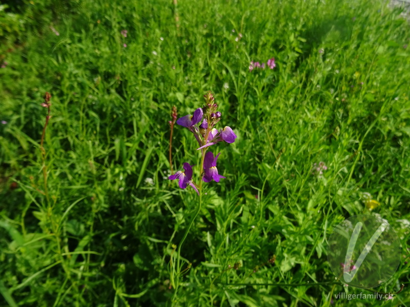 Sommer-Leinkraut: Blüten