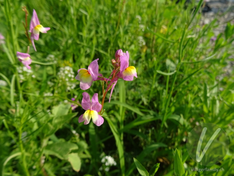 Sommer-Leinkraut: Blüten
