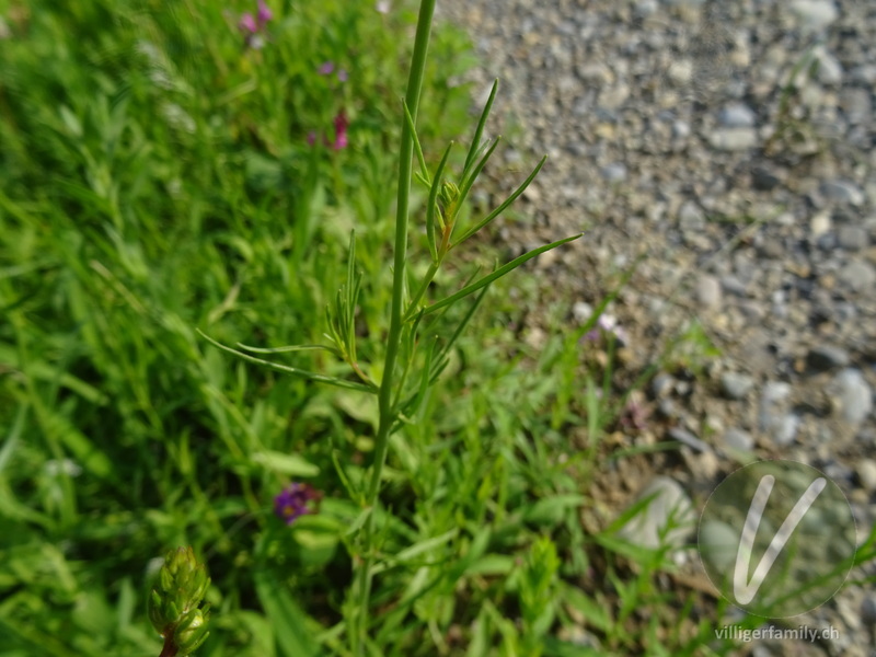 Sommer-Leinkraut: Stengel, Blätter