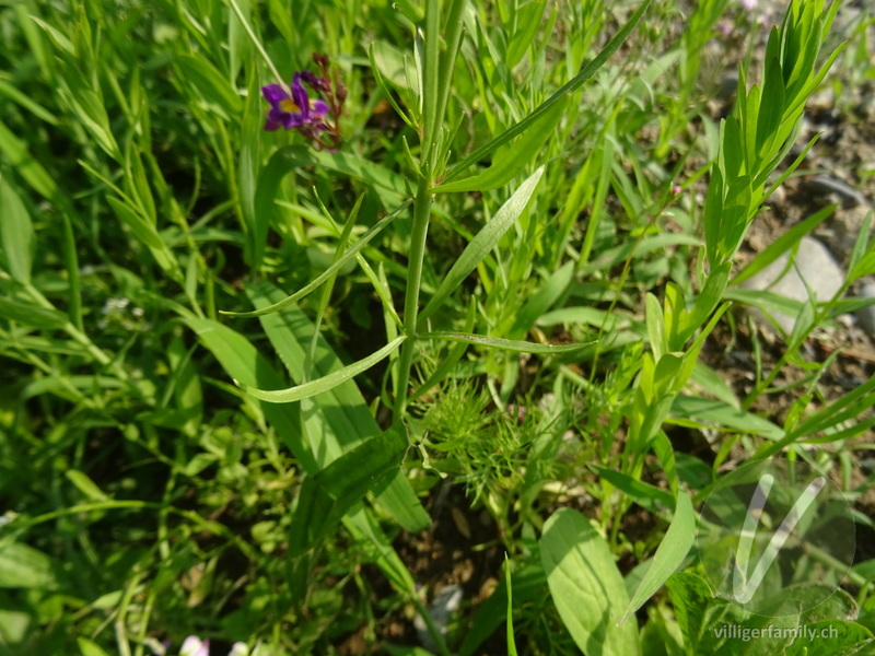 Sommer-Leinkraut: Blätter, Stengel
