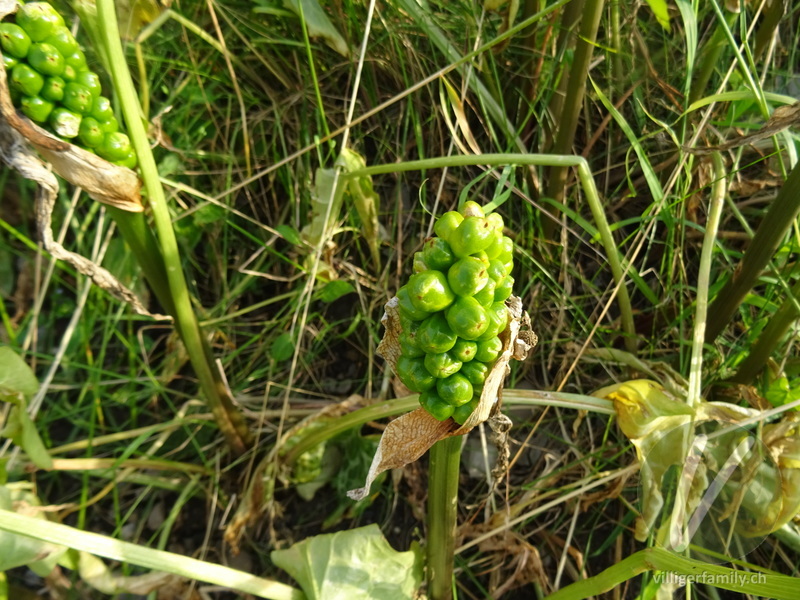 Italienischer Aronstab: Früchte