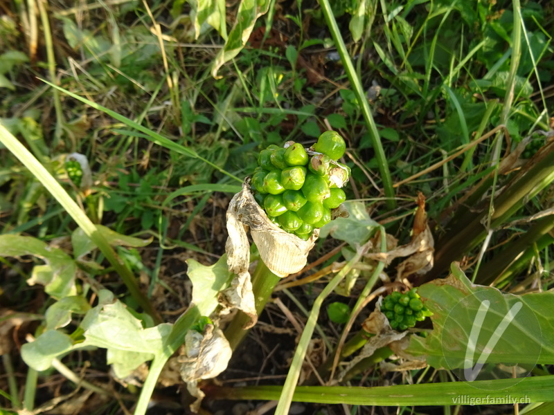 Italienischer Aronstab: Früchte