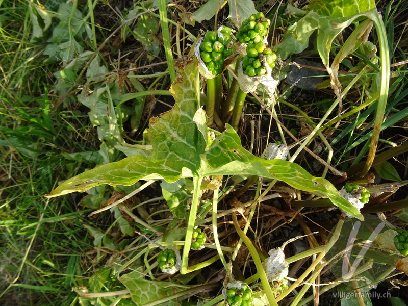 Italienischer Aronstab: Früchte, Blätter