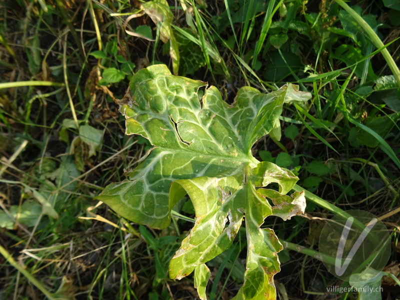 Italienischer Aronstab: Blätter