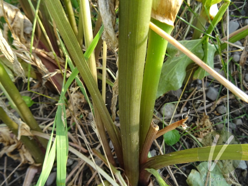 Italienischer Aronstab: Stengel