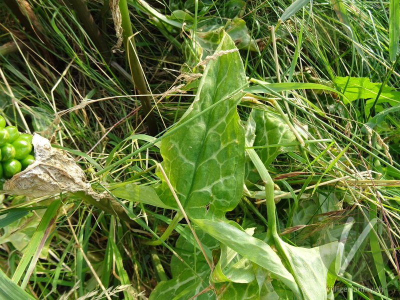 Italienischer Aronstab: Blätter