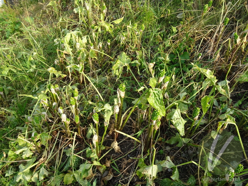 Italienischer Aronstab: Gesamtbild