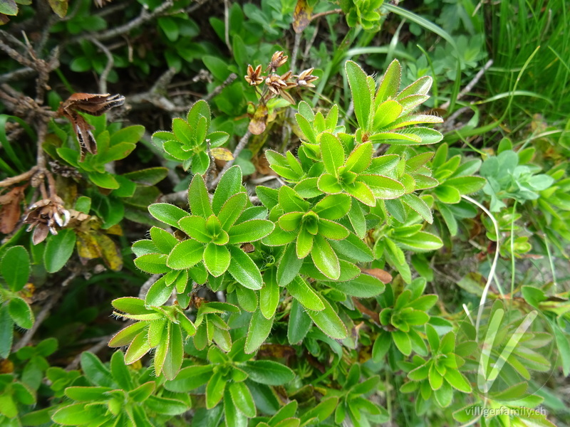 Bewimperte Alpenrose: Blätter