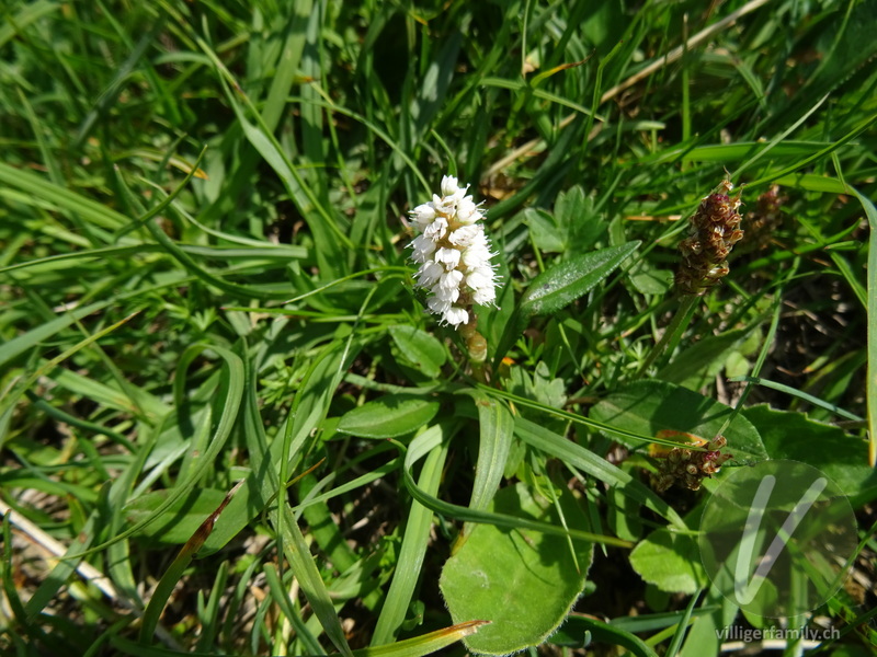 Knöllchen-Knöterich: Blüten