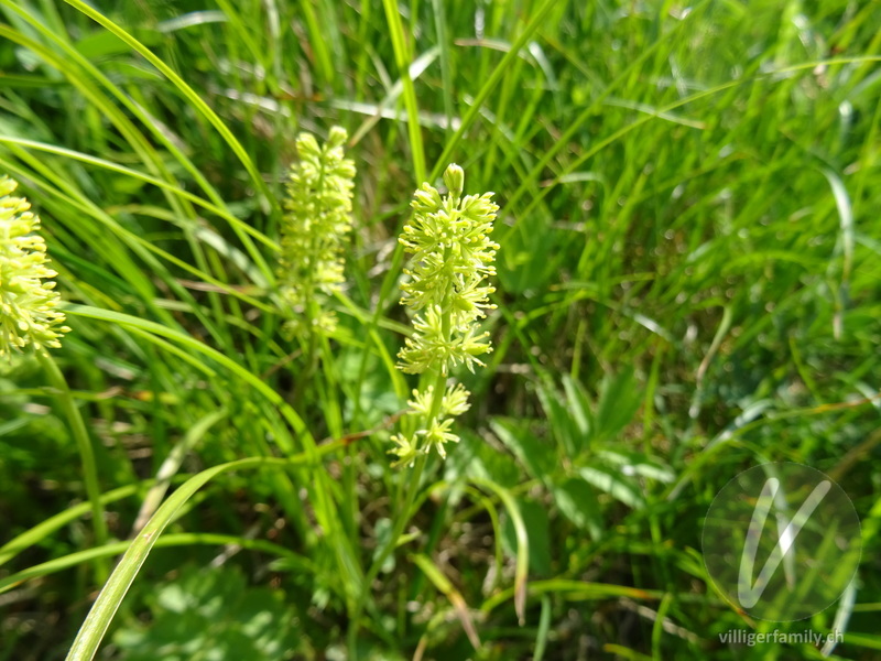 Kelch-Simsenlilie: Blüten