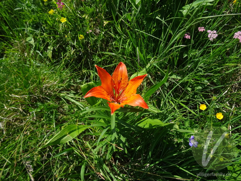Bulbillenlose Feuerlilie: Blüten