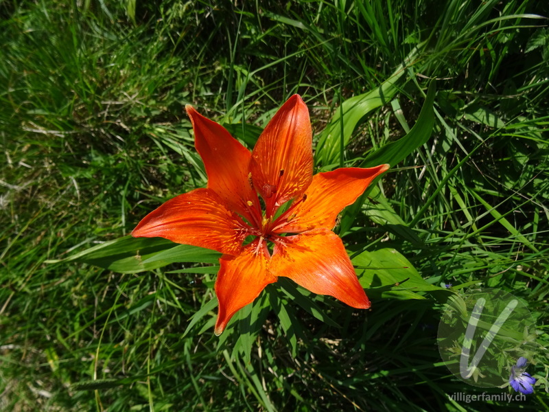Bulbillenlose Feuerlilie: Blüten