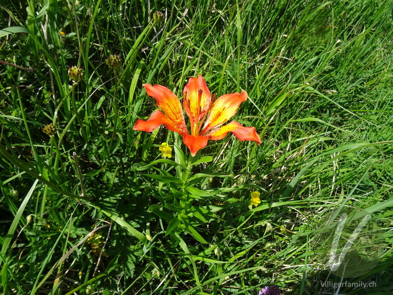 Bulbillenlose Feuerlilie: Blüten, Gesamtbild