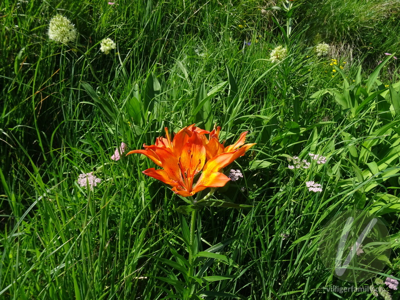 Bulbillenlose Feuerlilie: Blüten