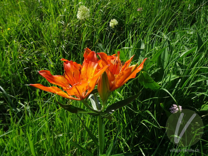 Bulbillenlose Feuerlilie: Blüten
