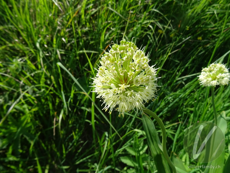 Allermannsharnisch: Blüten