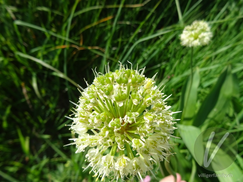 Allermannsharnisch: Blüten, Früchte