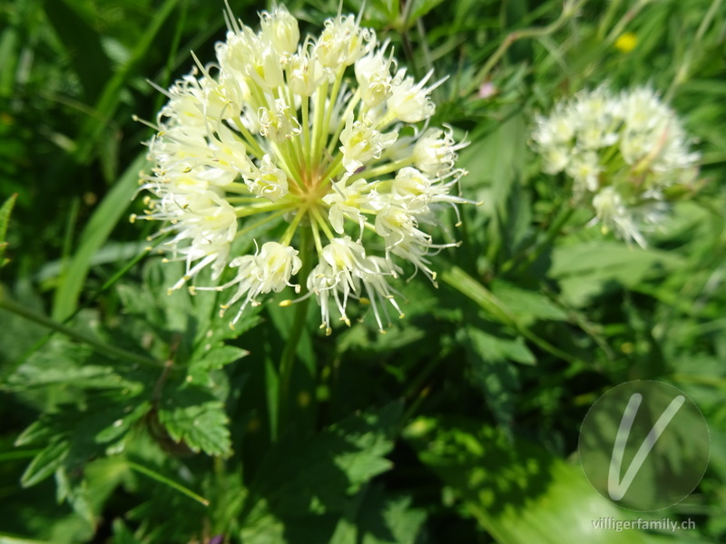 Allermannsharnisch: Blüten