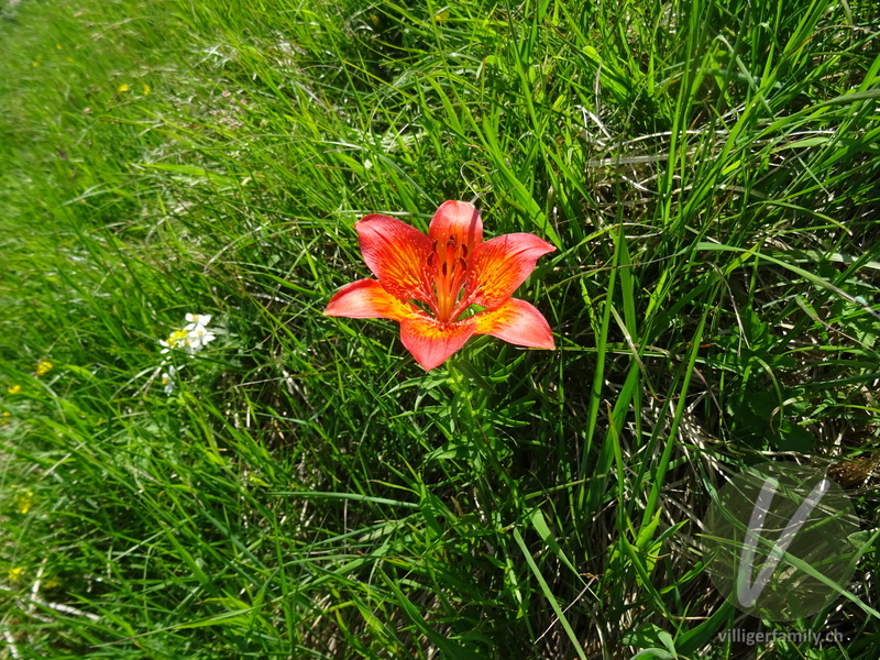 Bulbillenlose Feuerlilie: Blüten