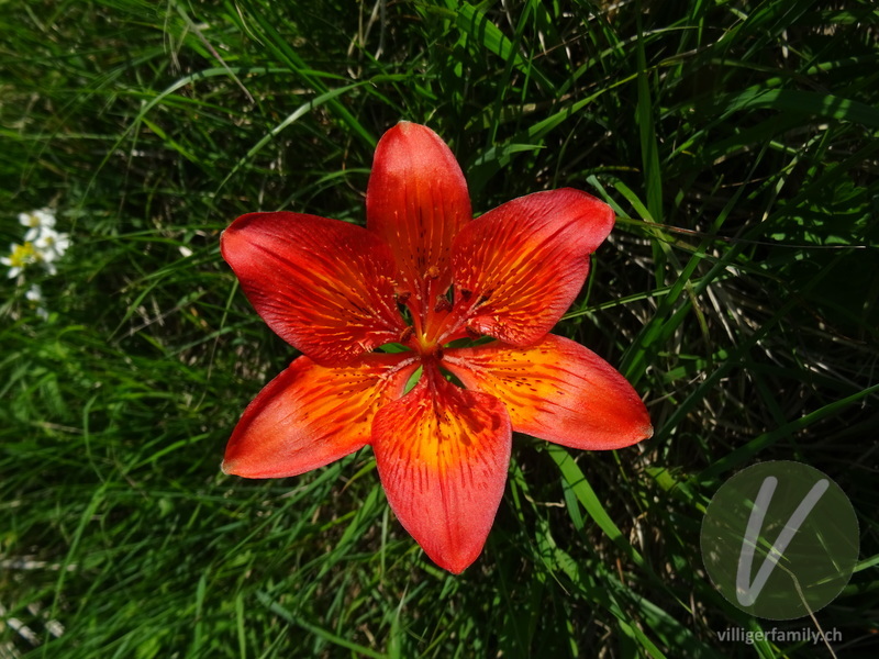Bulbillenlose Feuerlilie: Blüten