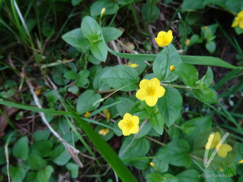 Hain-Gilbweiderich: Blüten