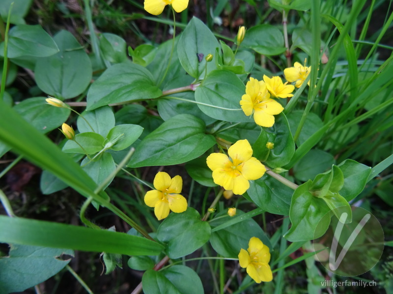 Hain-Gilbweiderich: Blüten, Blätter