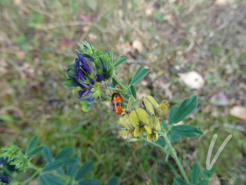 Ameisen-Sackkäfer: Blüten