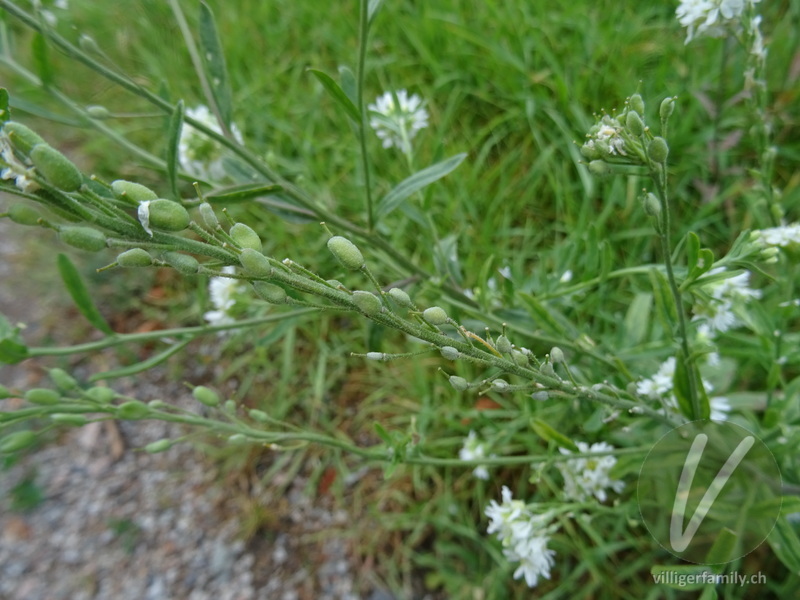 Graukresse: Früchte, Stengel