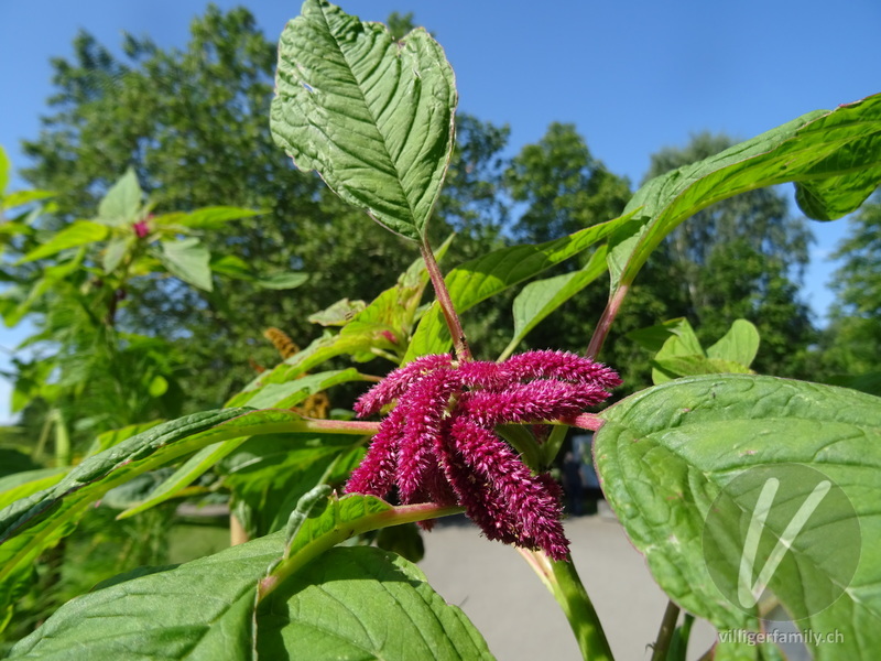 Garten-Amarant: Blüten