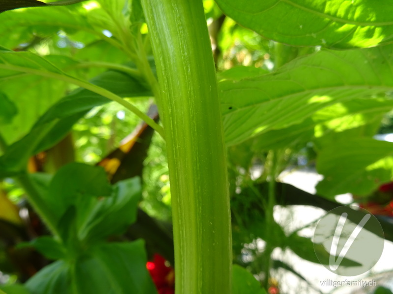 Garten-Amarant: Stengel